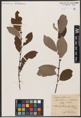 Salix aurita L. x Salix silesiaca Willd.